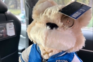 Ming晒照：上班上班 给提伯斯找位现场有缘人